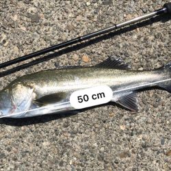 水の透明度が高いときは、暗いカラー